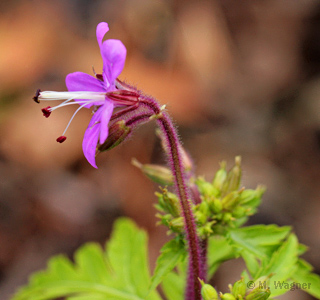 Reiherschnabel Erodium cicutarium